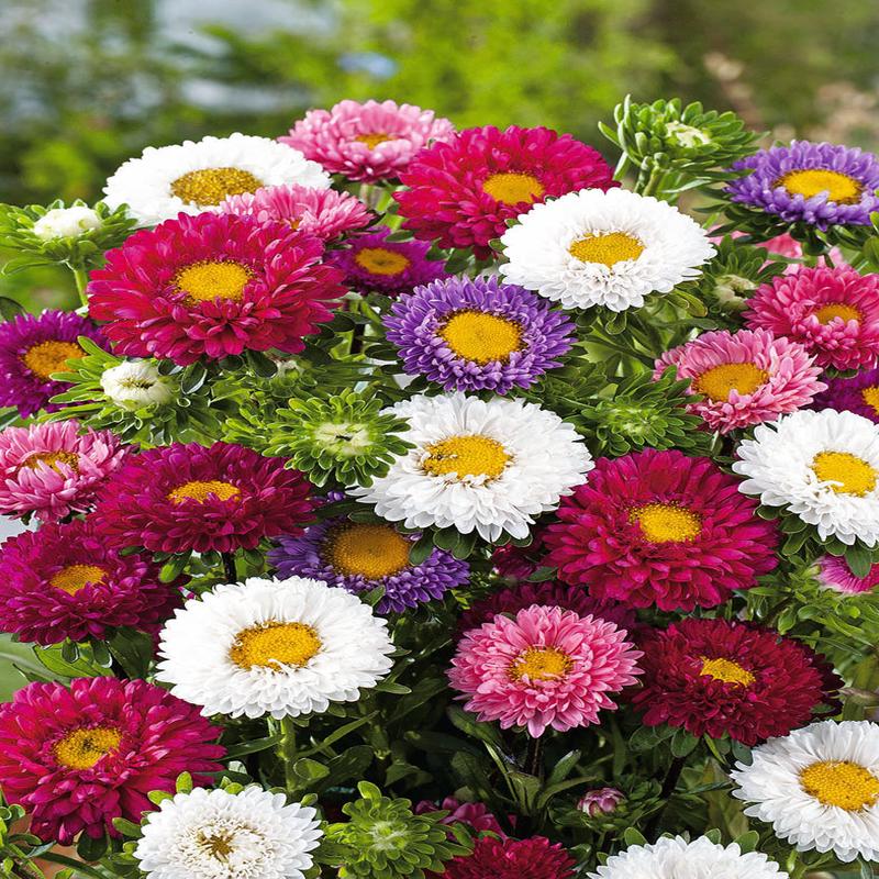 Aster Bonita Mix
