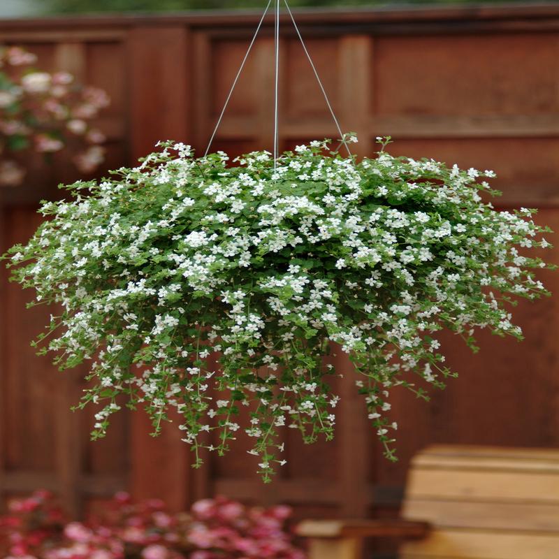 Bacopa Snowtopia