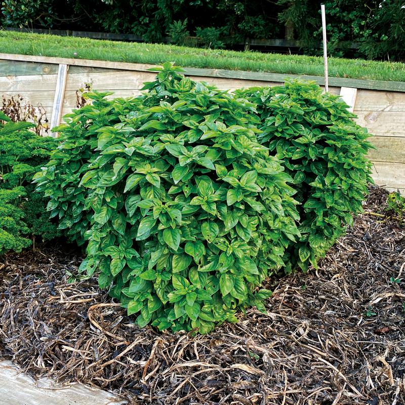 Basil Emerald Towers