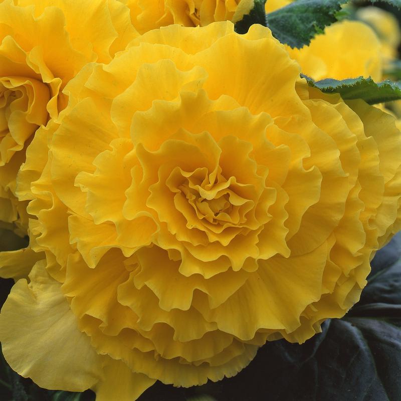 Begonia Ruffled Yellow AmeriHybrid