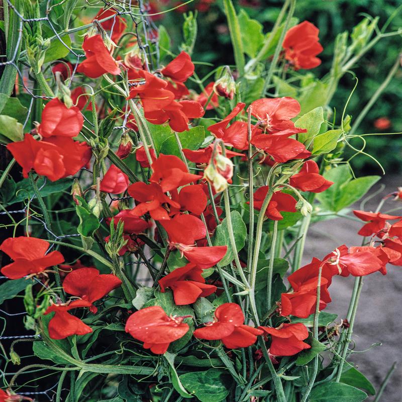 Sweet Pea Barry Dare