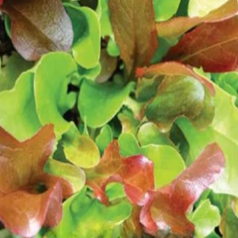 Zesty Mesclun Mix Seeds