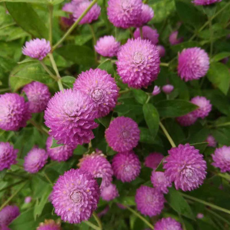 100 Deep Rose Globe Amaranth Flower Seeds