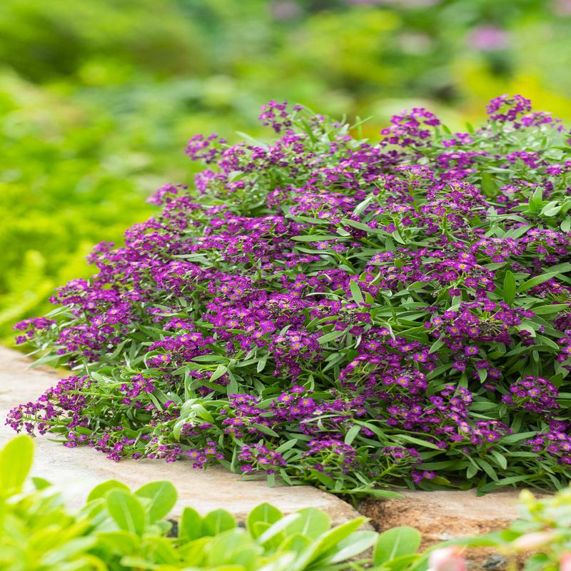 Alyssum Easter Bonnet Violet
