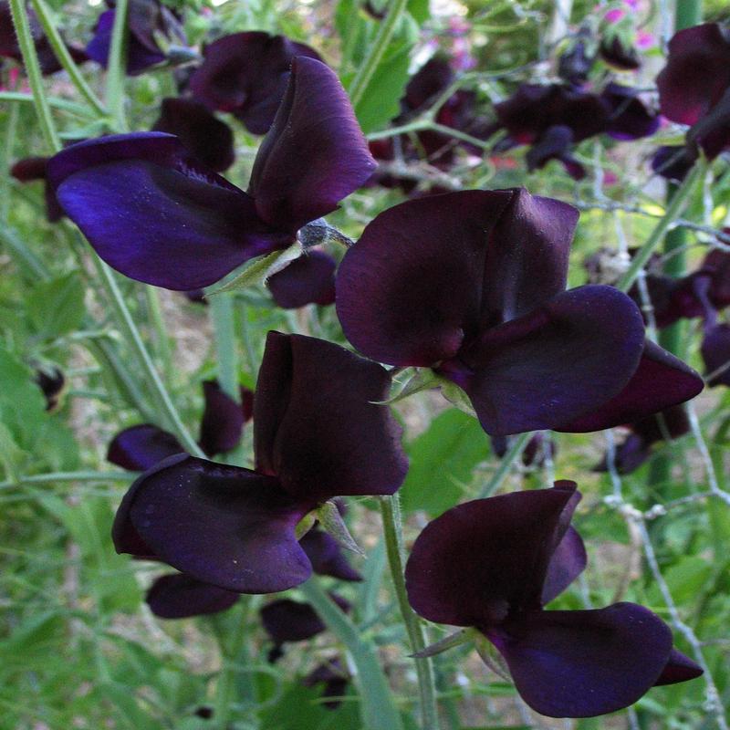 Sweet Pea Almost Black