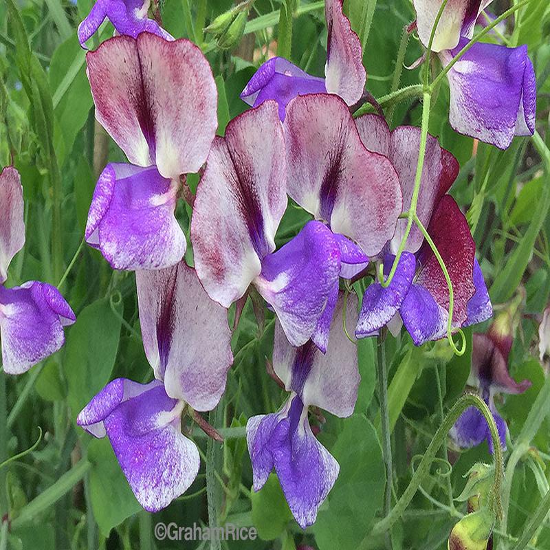 Sweet Pea Three Times as Sweet