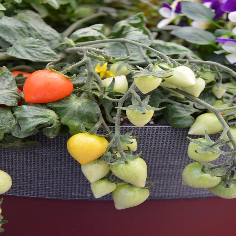 Tomato Sweet Valentines F1 Hybrid