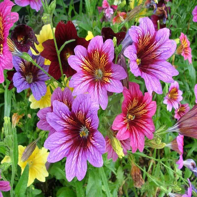200 Velvet Trumpet Flower Seeds