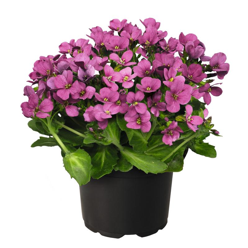 Arabis Catwalk Pink