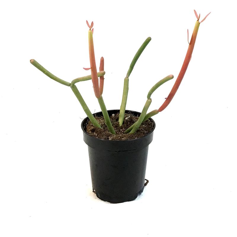 Succulent, 3.5in, Euphorbia Pencil