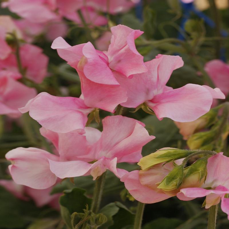 Sweet Pea Solstice Soft Pink