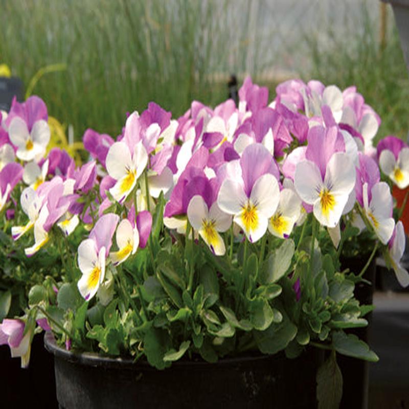 Viola White with Purple Wing F1 Hybrid