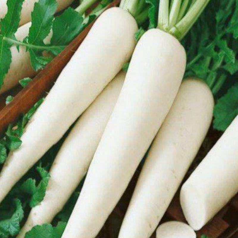White Icicle Radish Seeds