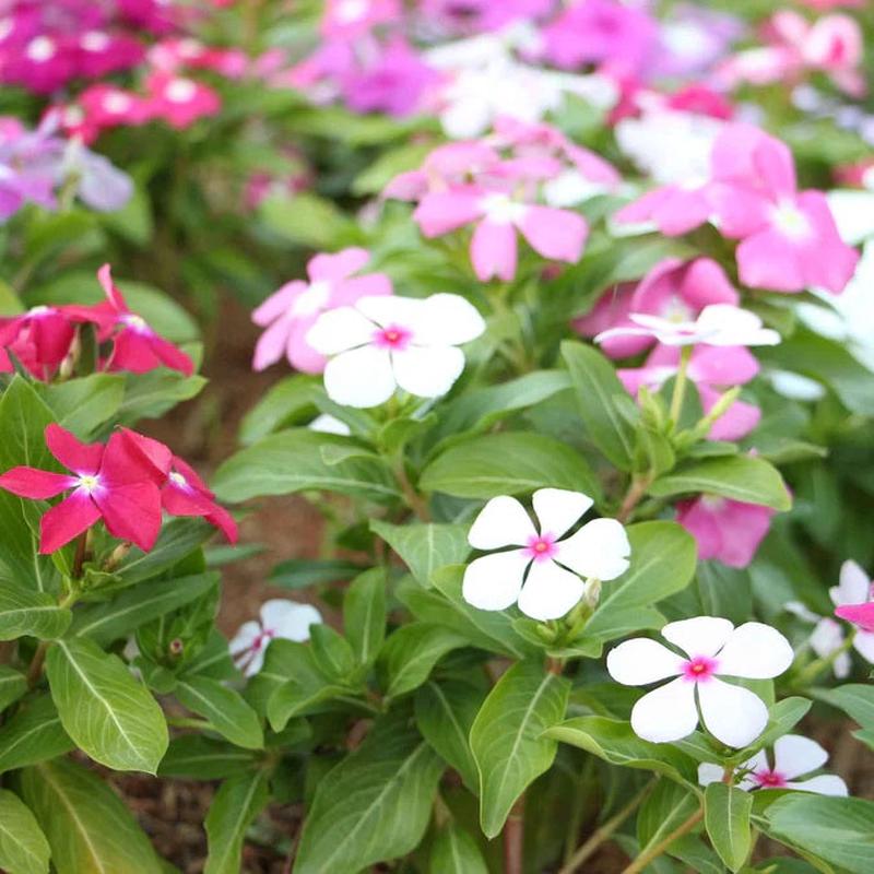 100 Vinca Mixed Color Flower Seeds