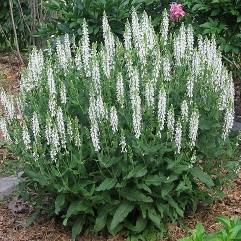 100 White Perennial Sage / White Salvia Flower Seeds