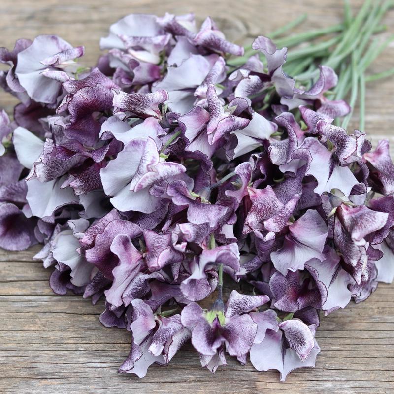 20 Nimbus Sweet Pea Flower Seeds