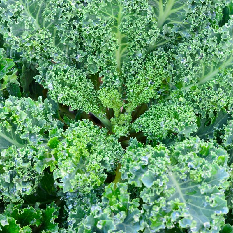 200 Organic Blue Curled Kale Vegetable Seeds