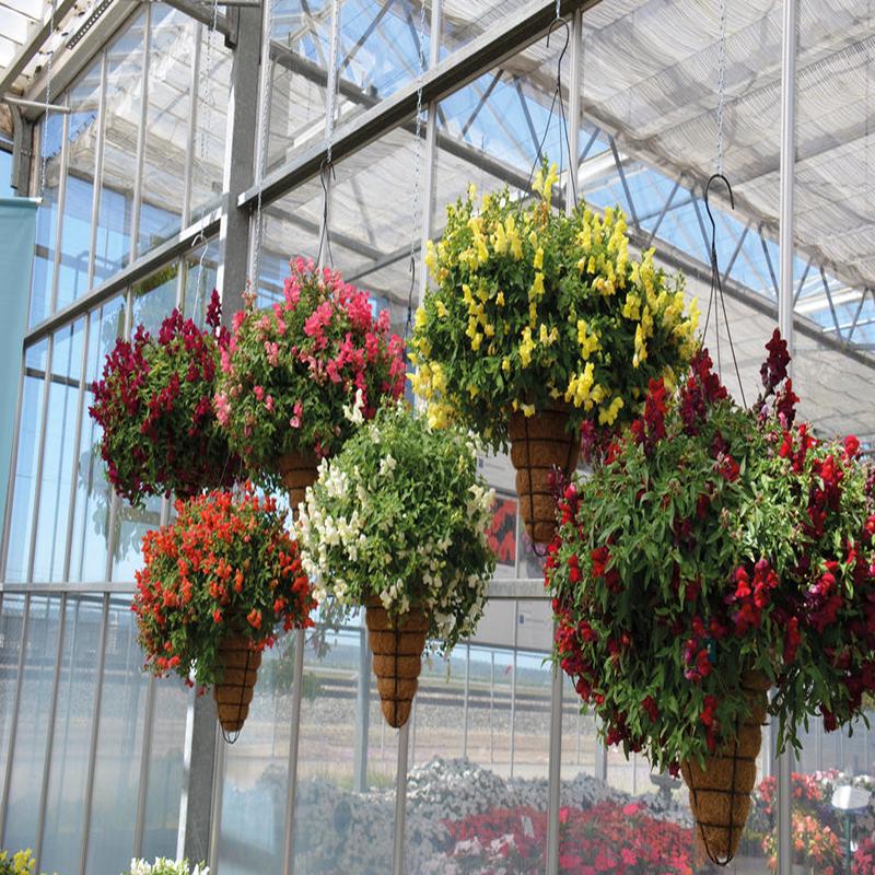Antirrhinum Cascading Magic Lanterns