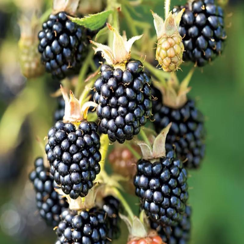Triple Crown Blackberry Plants