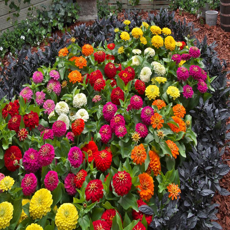 Zinnia Preciosa Mix