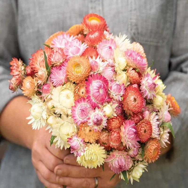 100 Seashells Mix Strawflower Flower Seeds