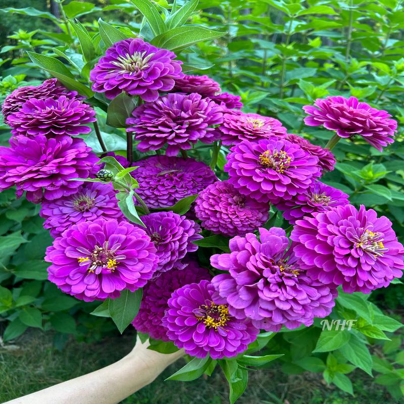 200 Giant Royal Purple Zinnia Flower Seeds
