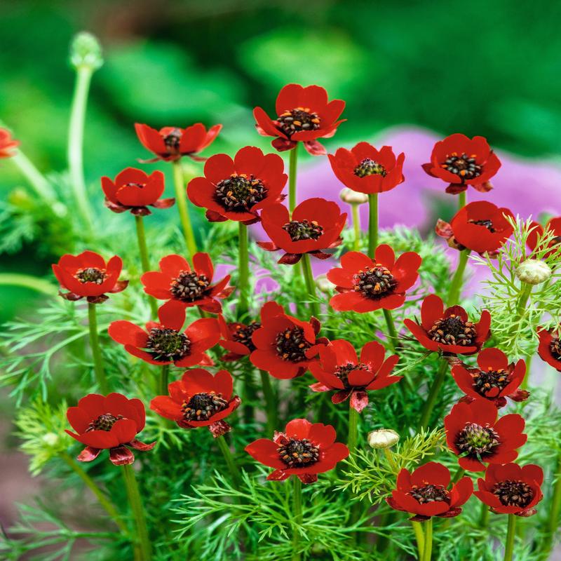 Adonis Pheasants Eye