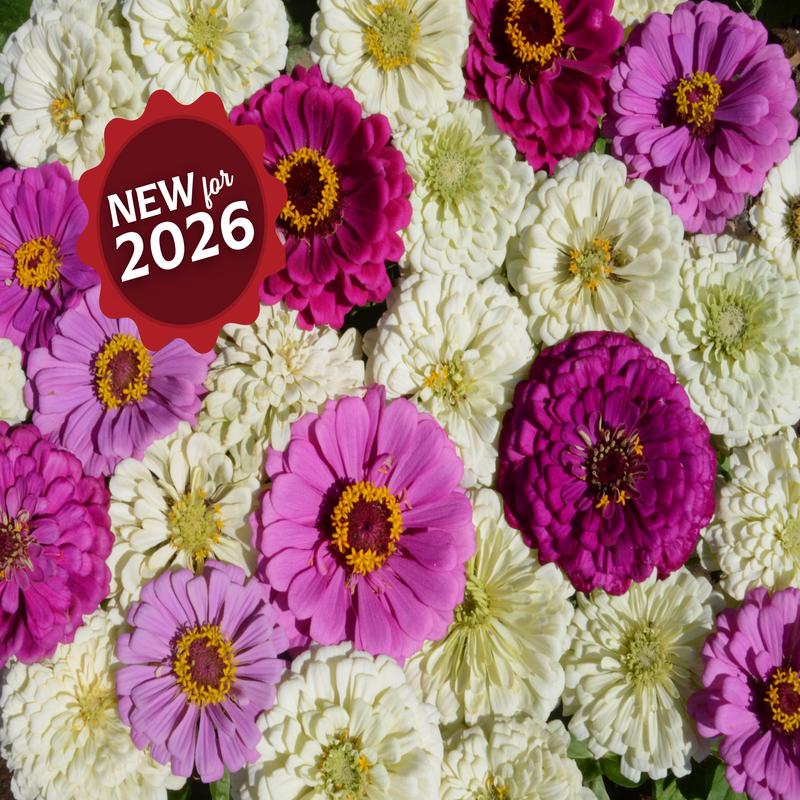 Blueberry Cheesecake Mix Zinnia Seeds