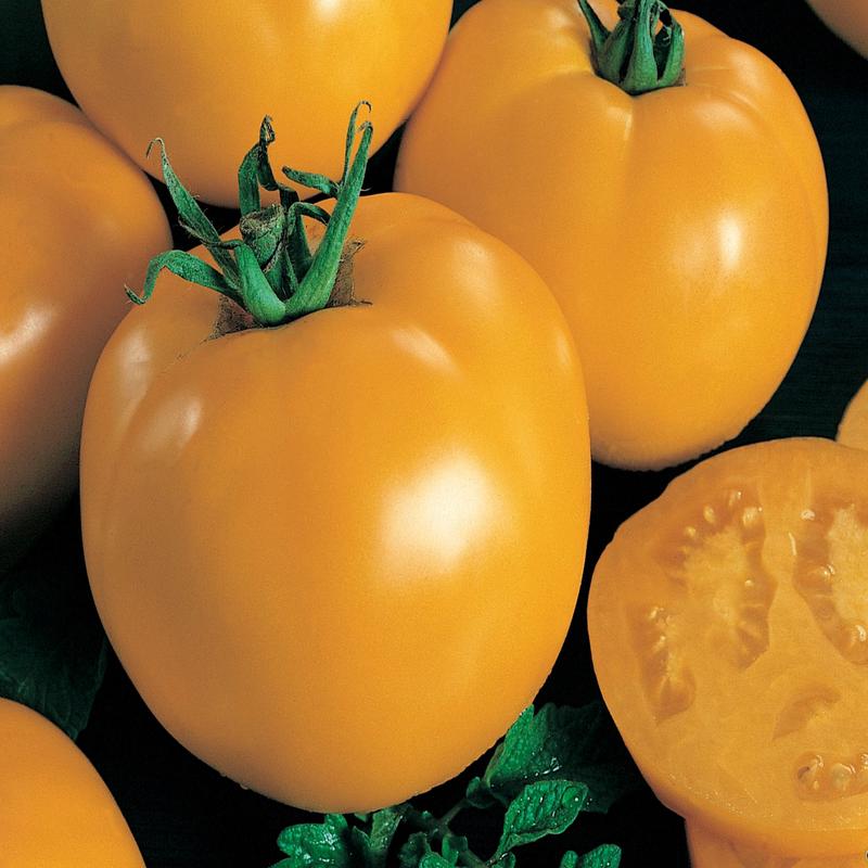 Sunny Boy Hybrid Tomato Seeds