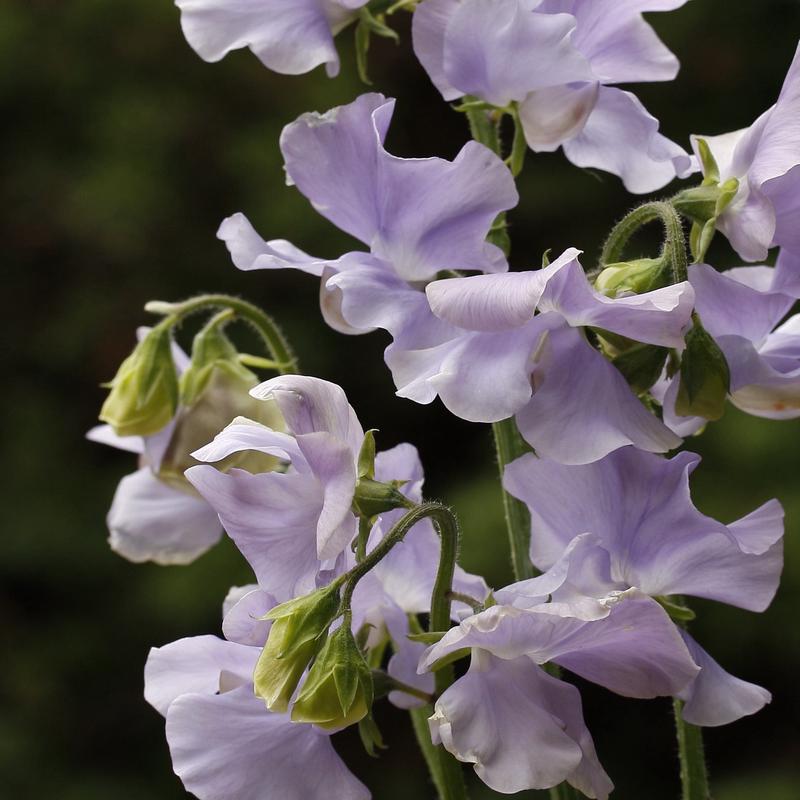 Sweet Pea Chelsea Centenary