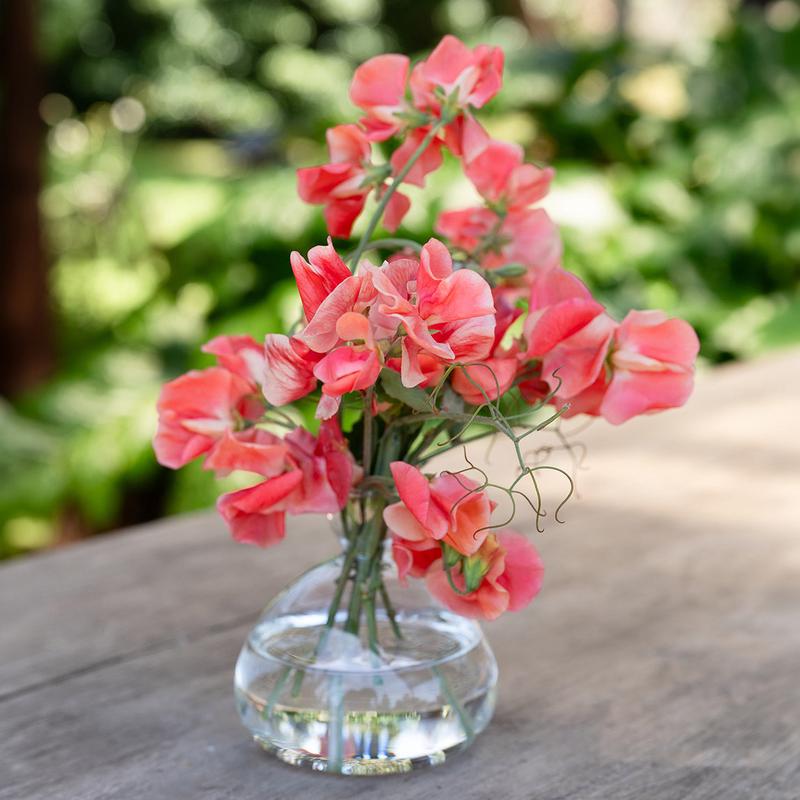 Sweet Pea Maloy & Vase Gift Set