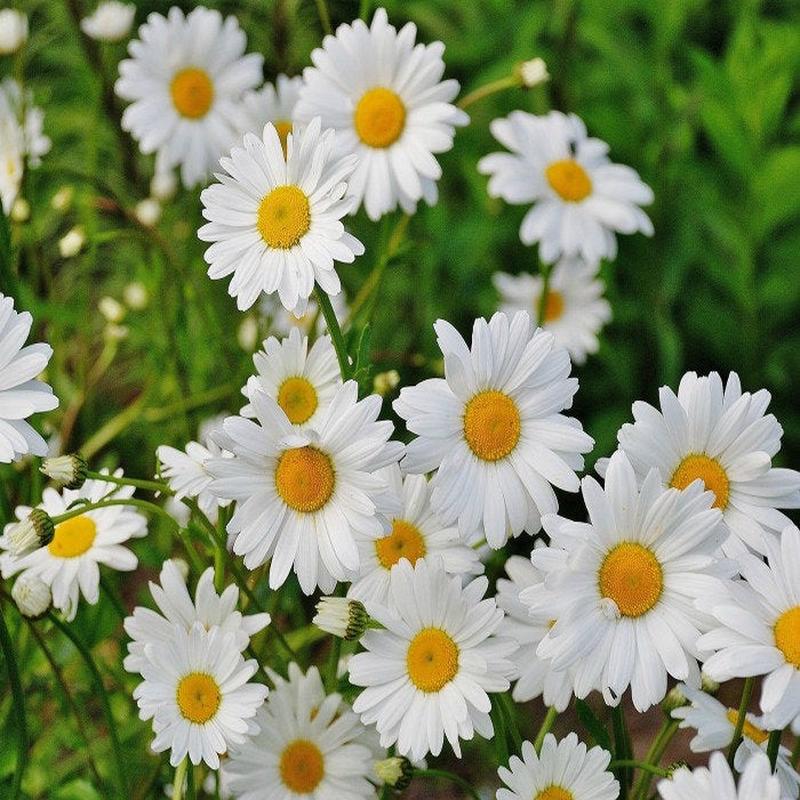 1000+  Shasta Daisy Flower Seeds