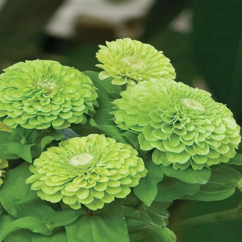 200 Giant Envy Green Zinnia Flower Seeds