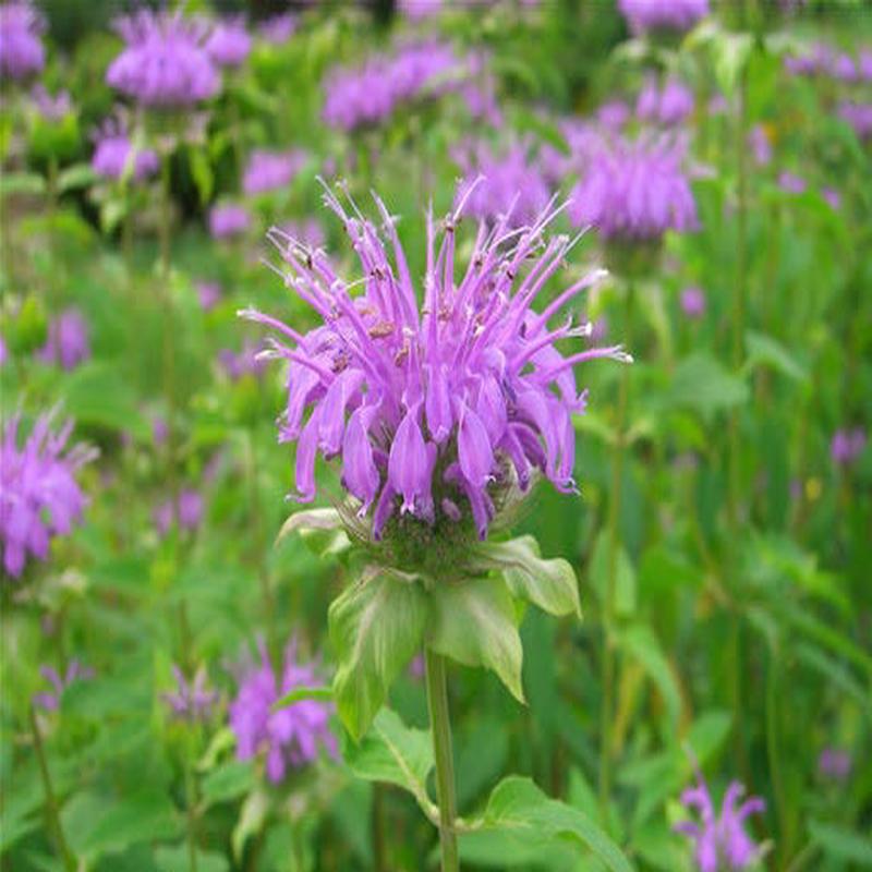 200 Lavender Heirloom Bee Balm/Monarda Flower Seeds