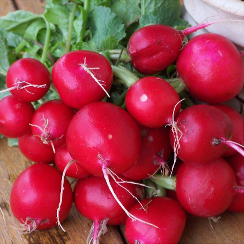 100 Organic Champion Radish Vegetable Seeds