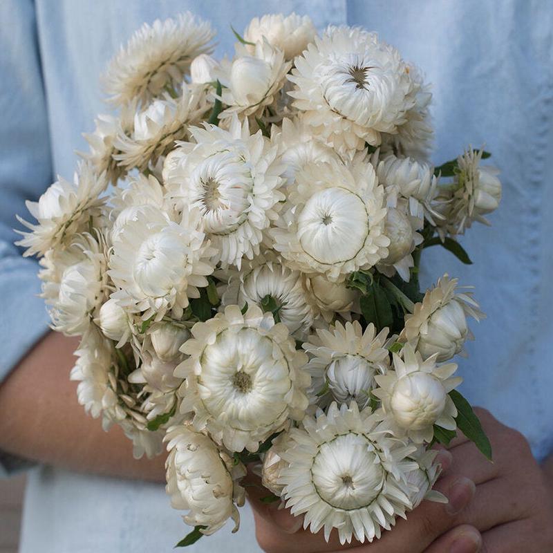 200 "Vintage" White Strawflower Flower Seeds