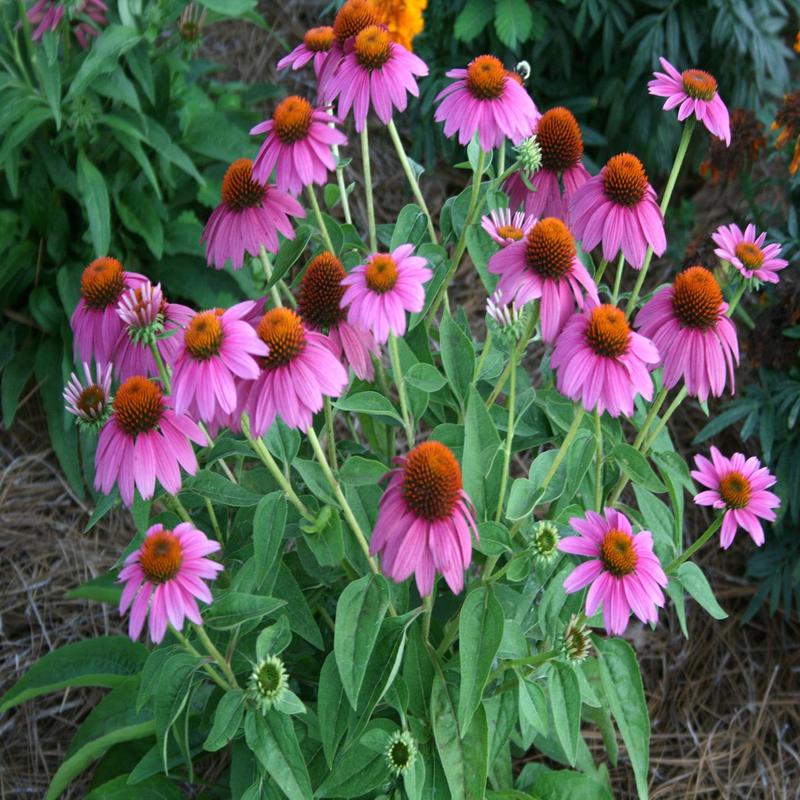 300 Purple Coneflower Seeds