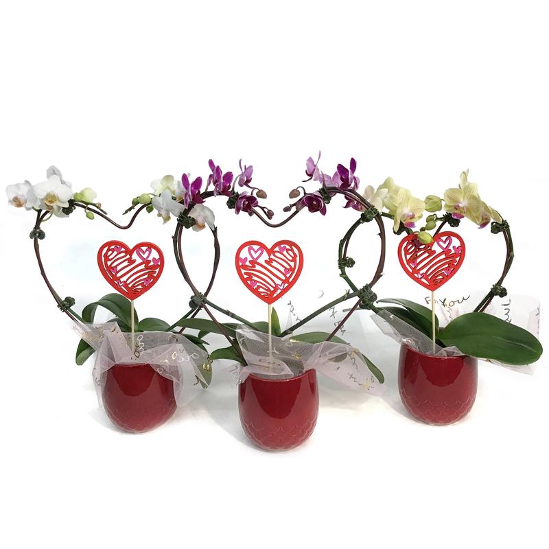 3in Valentines Planter Heart Orchid