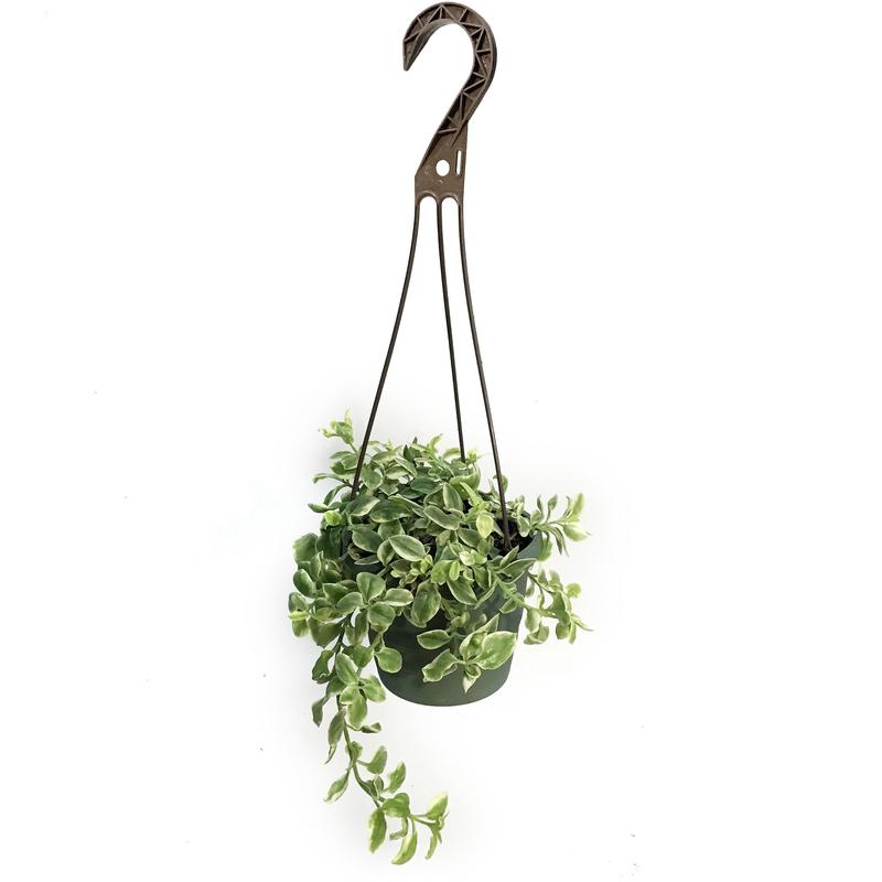 Aptenia Cordifolia, 6.5in, Varigated, HB