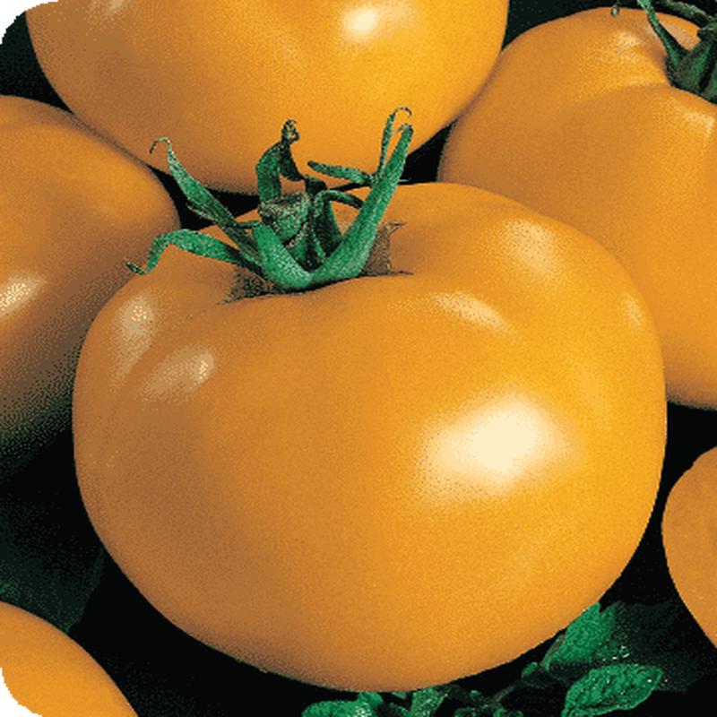 Sunny Blue Ribbon Hybrid Tomato Seeds
