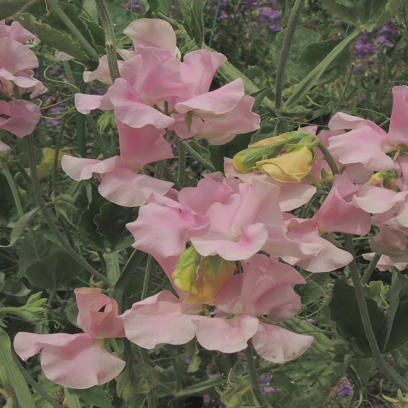 Sweet Pea Pink Nines
