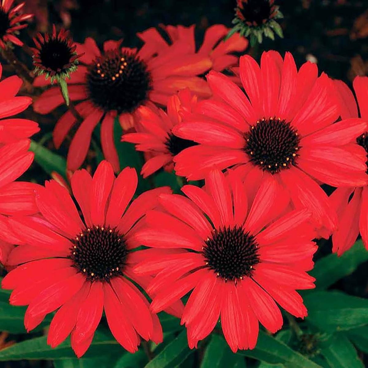 Red Ruby Echinacea (Coneflower) Seeds for Planting  Heirloom, Non-GMO, Easy to Grow, Perennial
