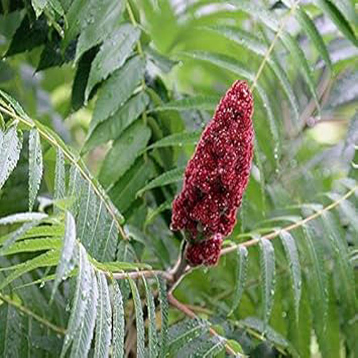 "Red Typhina Flower seeds for Planting - Hardy Variety, Heirloom & GMO Free Seeds for Home Garden