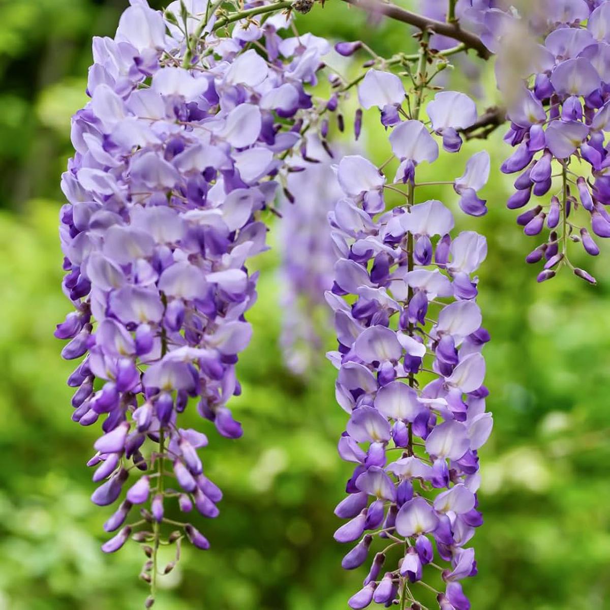 Violet Wisteria Flower seeds for Planting Hardy Variety Heirloom & GMO Free Seeds for Home Garden Sale