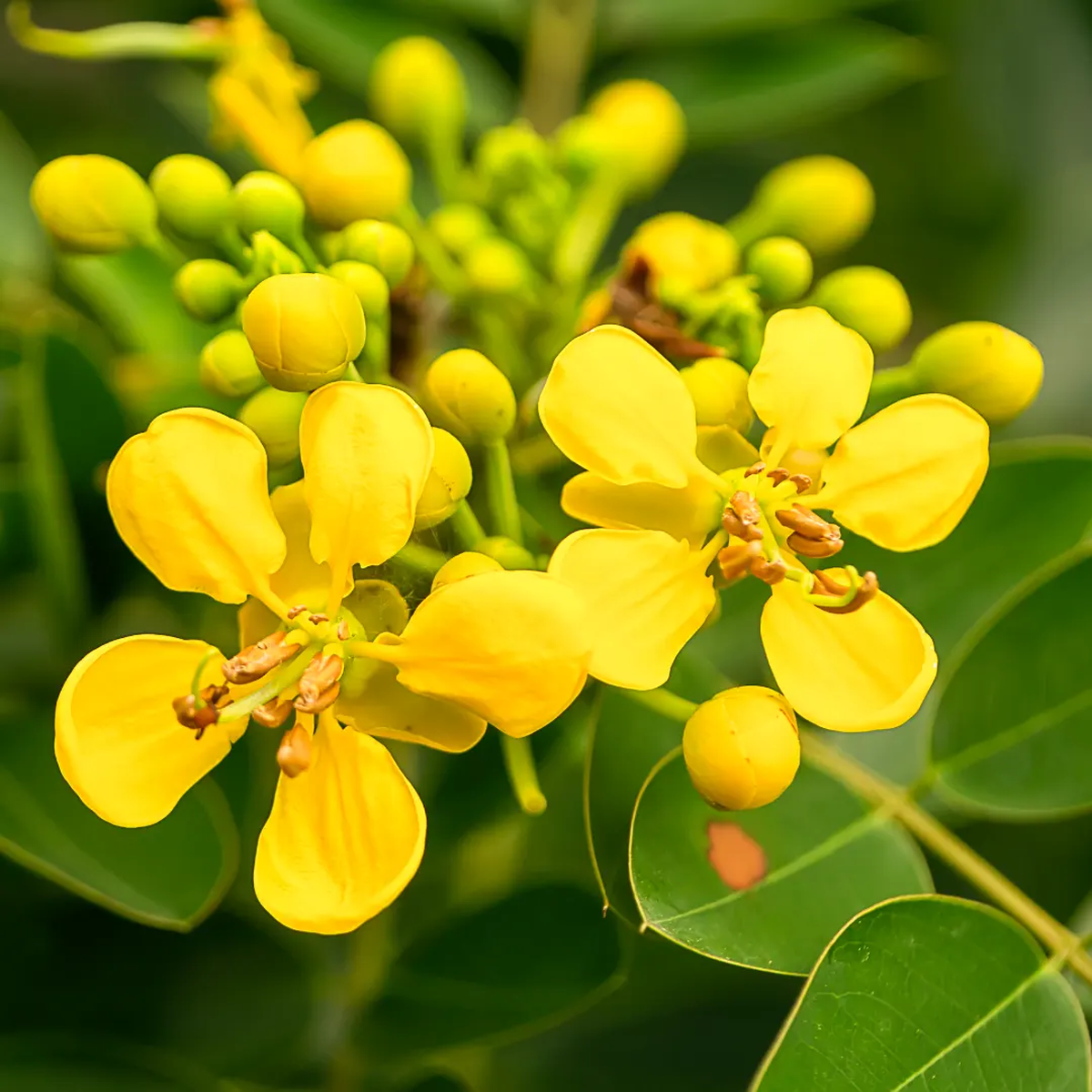 Cassia Siamea Flower Seeds for Planting  Heirloom, Non-GMO, Tropical Shrub