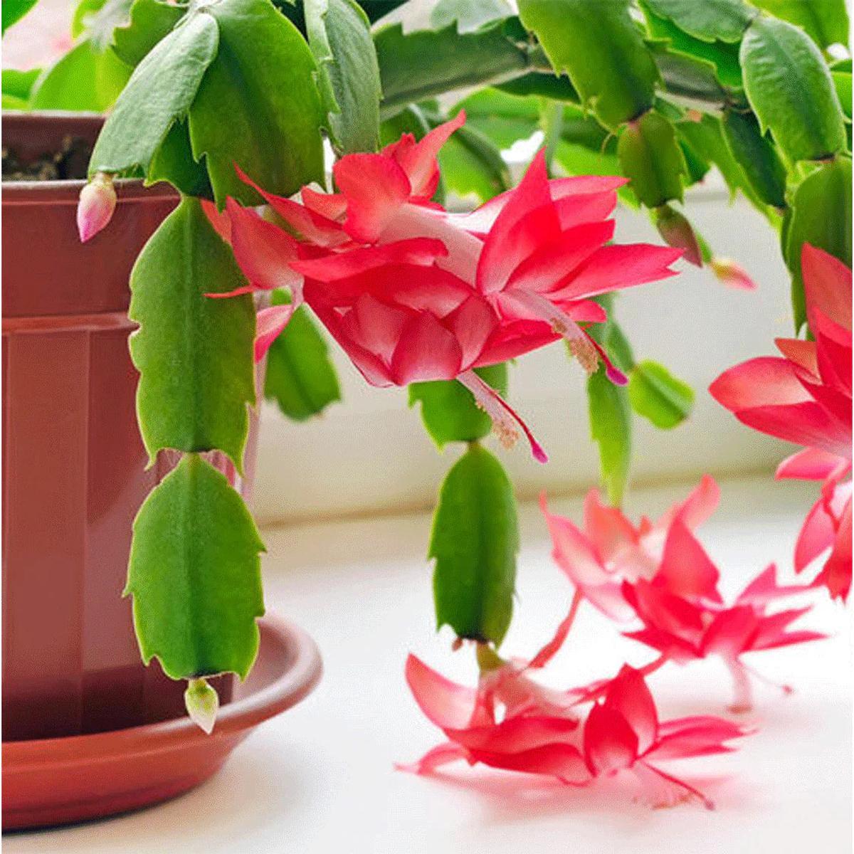 Zygocactus Flower seeds for Planting Compact Growth Heirloom & GMO Free Seeds for Home Garden  Sale