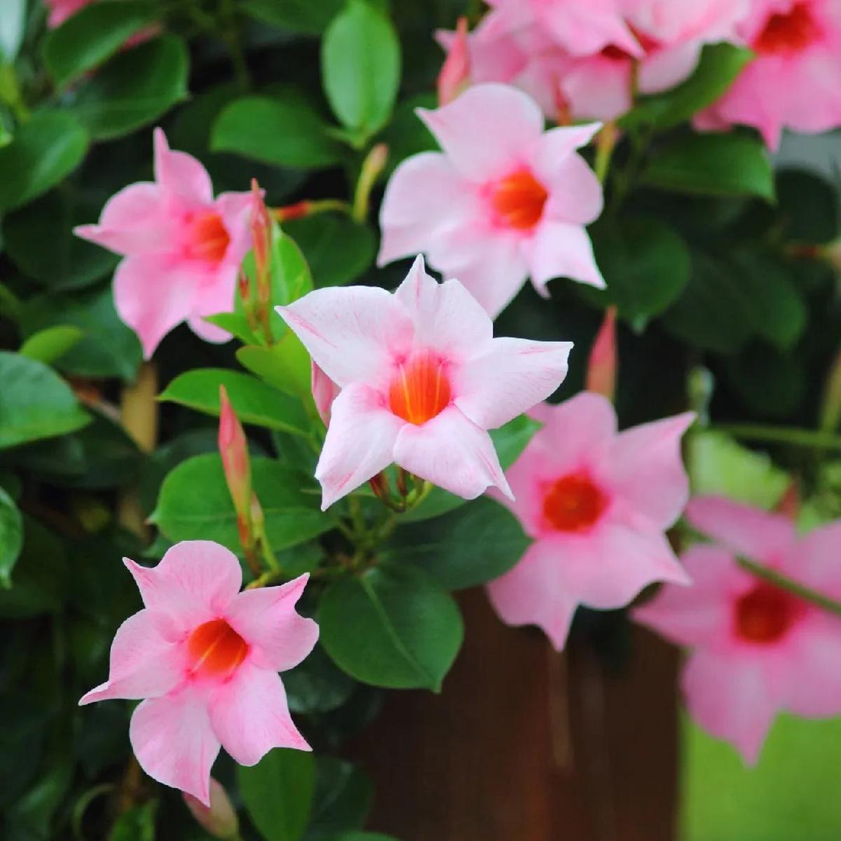 Sanderi Flower seeds for Planting Perfect for Borders Heirloom & GMO Free Seeds for Home Garden Sale