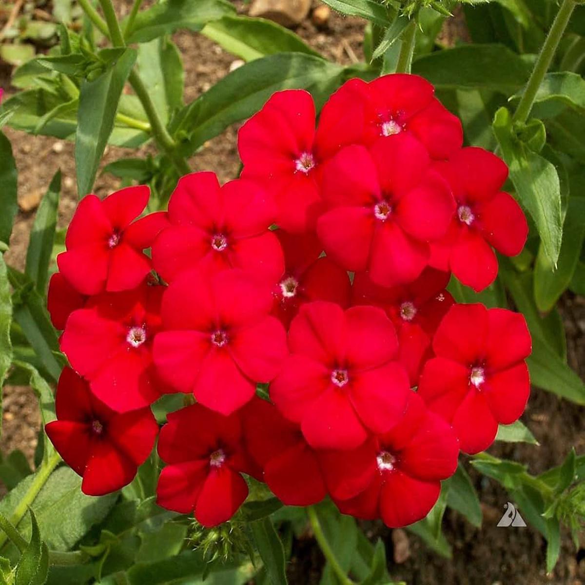 Red Phlox Flower Seeds for Planting  Heirloom, Non-GMO, Easy to Grow, Pollinator-Friendly