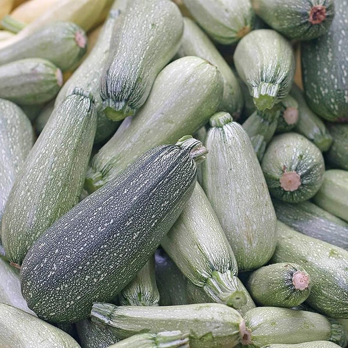 Zucchini Squash Seeds Grey Variety  Heirloom, Non-GMO, Easy to Grow, Summer Squash