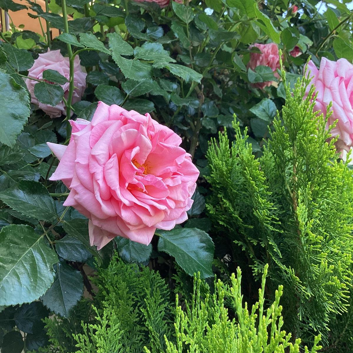 Rosa Damascena Flower seeds for Planting Shade Tolerant Heirloom & GMO Free Seeds for Home Garden Sale